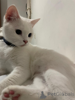 Photo №2 to announcement № 140116 for the sale of  - buy in Turkey private announcement