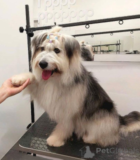 Photo №3. Young small dog Pear is looking for a home. Russian Federation