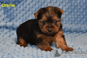 Photo №4. I will sell yorkshire terrier in the city of State Line.  - price - Is free