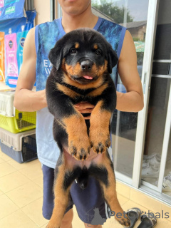 Photo №1. rottweiler - for sale in the city of Feldkirchen in Kärnten | 361$ | Announcement № 168088