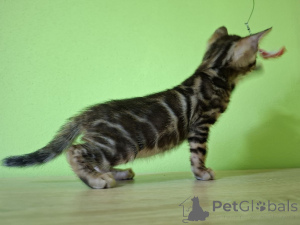 Photo №4. I will sell bengal cat in the city of Łódź. breeder - price - 847$