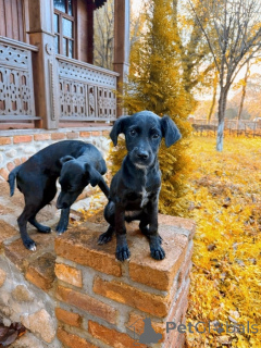 Photo №4. I will sell non-pedigree dogs in the city of Moscow river. private announcement - price - Is free