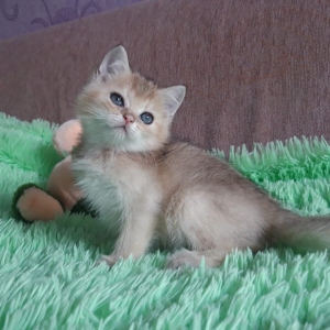 Photo №1. british shorthair - for sale in the city of Volgograd | negotiated | Announcement № 3109