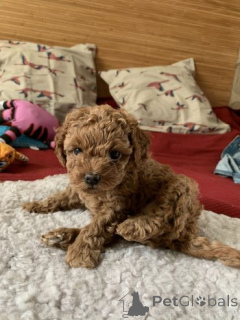 Photo №1. poodle (toy) - for sale in the city of Barsel | Is free | Announcement № 169598