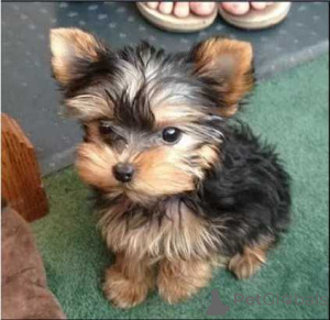 Photo №2 to announcement № 136525 for the sale of yorkshire terrier - buy in Switzerland private announcement