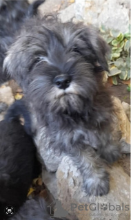 Photo №1. standard schnauzer, schnauzer - for sale in the city of Loznica | 317$ | Announcement № 123692