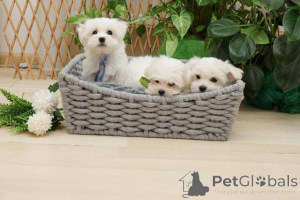 Photo №3. Maltese puppy (mini type). Serbia