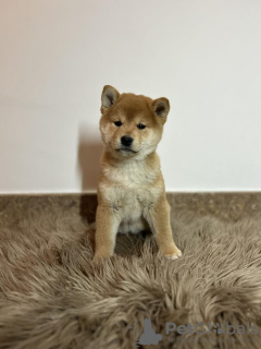 Photo №2 to announcement № 92178 for the sale of shiba inu - buy in Serbia 