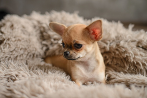 Photo №4. I will sell chihuahua in the city of Vitebsk. breeder - price - 500$
