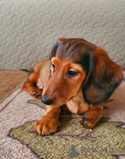 Photo №4. I will sell dachshund in the city of Riga. private announcement - price - negotiated