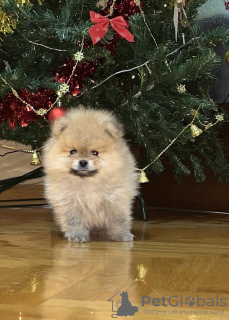 Photo №1. pomeranian - for sale in the city of Bečej | negotiated | Announcement № 83112