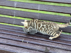 Photo №2 to announcement № 40295 for the sale of bengal cat - buy in Italy private announcement, from nursery, breeder