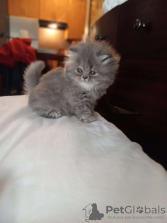 Photo №2 to announcement № 85327 for the sale of persian cat - buy in France private announcement