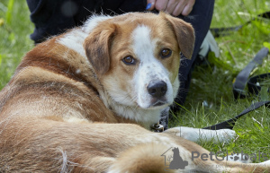 Additional photos: Cute puppy in good hands.