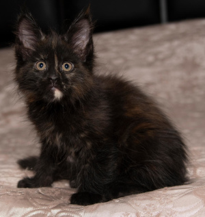 Photo №1. maine coon - for sale in the city of Москва | Negotiated | Announcement № 4796