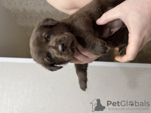 Photo №2 to announcement № 130393 for the sale of non-pedigree dogs - buy in Russian Federation private announcement
