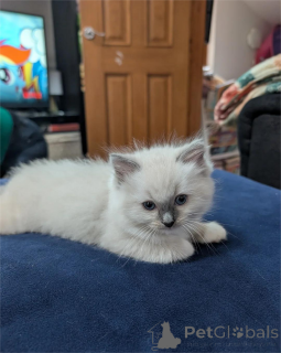 Photo №1. ragdoll - for sale in the city of Dietzenbach | 361$ | Announcement № 154586