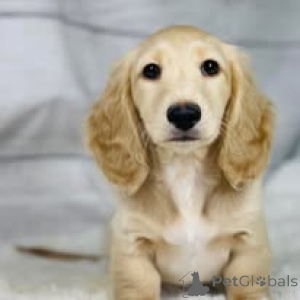 Photo №1. dachshund - for sale in the city of Washington | 150$ | Announcement № 161871
