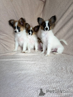 Photo №2 to announcement № 169125 for the sale of papillon dog - buy in Belarus breeder