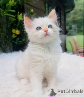 Photo №1. ragdoll - for sale in the city of Rhine-Palatz | 599$ | Announcement № 176010