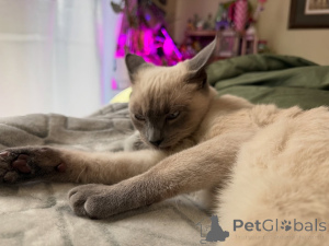 Photo №2 to announcement № 158836 for the sale of siamese cat - buy in France breeder