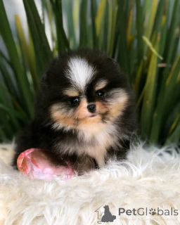 Photo №2 to announcement № 137807 for the sale of pomeranian - buy in Germany breeder
