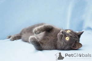 Photo №4. I will sell  in the city of Москва.  - price - Is free