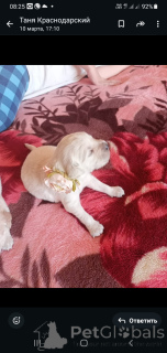 Photo №2 to announcement № 136417 for the sale of golden retriever - buy in Russian Federation breeder