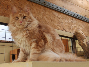 Additional photos: Free Maine Coon cats and cats