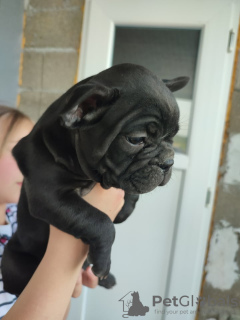 Additional photos: french bulldog puppies for sale