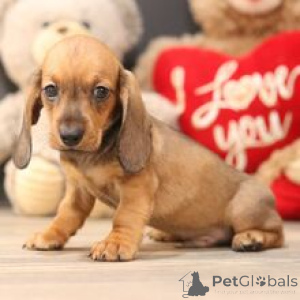 Photo №1. dachshund - for sale in the city of Frankfurt | 723$ | Announcement № 172238