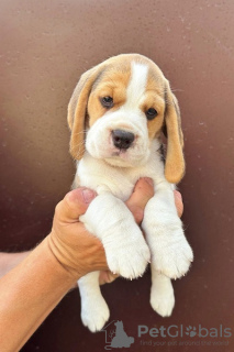 Photo №3. Beagle puppies from top show parents. Serbia