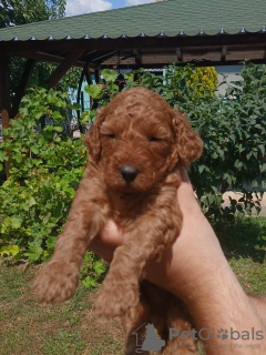 Photo №3. Miniature poodle puppies for sale. Serbia