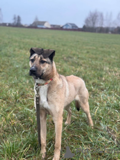 Photo №2 to announcement № 161044 for the sale of non-pedigree dogs - buy in Russian Federation private announcement