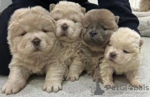 Photo №1. chow chow - for sale in the city of London | 423$ | Announcement № 91909