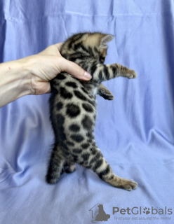 Additional photos: Bengal breeding kitten (male) show class