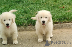 Photo №2 to announcement № 161820 for the sale of golden retriever - buy in Slovakia 