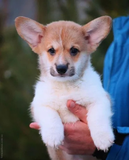 Photo №1. welsh corgi - for sale in the city of Donetsk | 435$ | Announcement № 6189