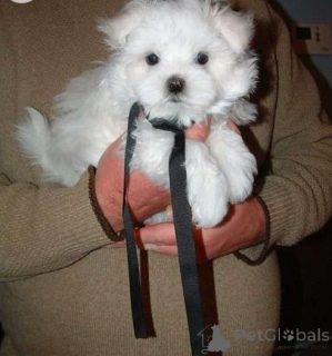Photo №2 to announcement № 137909 for the sale of maltese dog - buy in Germany 