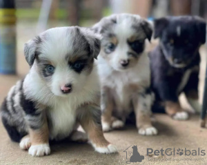 Photo №1. border collie - for sale in the city of Фарна | 359$ | Announcement № 29254