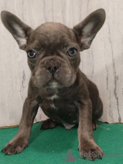 Photo №2 to announcement № 161223 for the sale of french bulldog - buy in Belarus private announcement