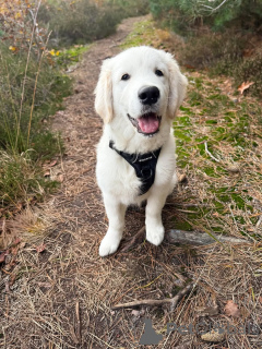 Photo №1. golden retriever - for sale in the city of Bad Vilbel | negotiated | Announcement № 157843