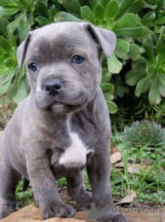 Photo №2 to announcement № 44740 for the sale of english staffordshire-terrier - buy in United States private announcement