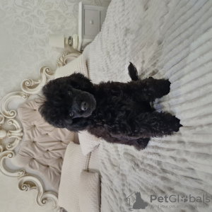 Photo №1. poodle (dwarf) - for sale in the city of Minsk | 528$ | Announcement № 125052