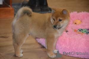 Photo №1. shiba inu - for sale in the city of Liberec | Is free | Announcement № 123768