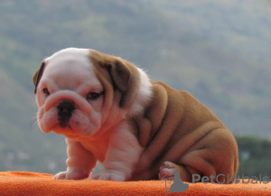 Photo №2 to announcement № 105988 for the sale of english bulldog - buy in Latvia private announcement