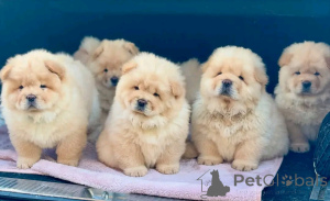 Photo №1. chow chow - for sale in the city of Флорида Сити | 1000$ | Announcement № 138951