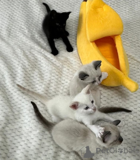 Photo №1. cornish rex - for sale in the city of WeddingStedt | 361$ | Announcement № 169814