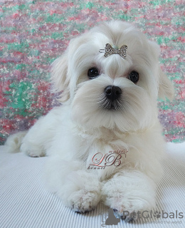 Photo №3. Four-month-old Maltese boy, KSU-FCI, no deficiencies, Korean blood.. Ukraine