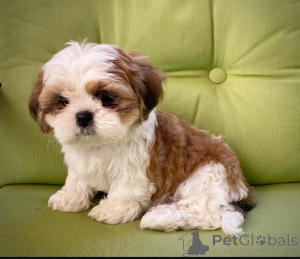 Photo №2 to announcement № 159467 for the sale of shih tzu - buy in Finland 